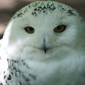 Snowy owl