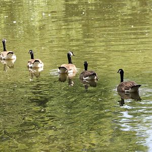 Canada geese