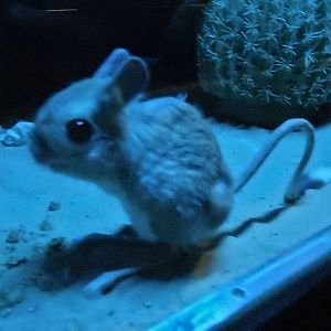 Greater Jerboa