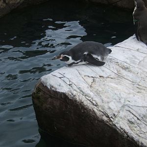 Humboldt`s Penguin