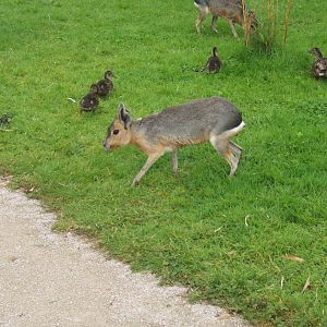 Patagonian Mara and Mallards