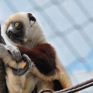 Coquerels sifaka