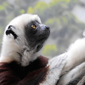 Coquerels sifaka