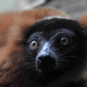 Red Ruffed Lemur