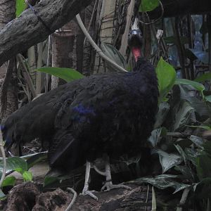 Congo Peafowl