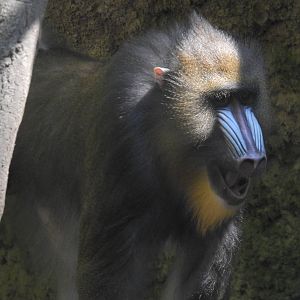 Mandrill