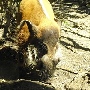 Red River Hog