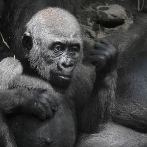 Western Lowland Gorilla
