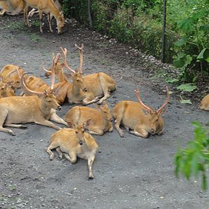 Bronx Zoo: July 2016