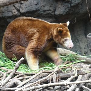 Bronx Zoo: July 2016