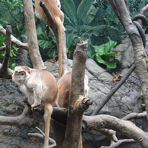 Bronx Zoo: July 2016