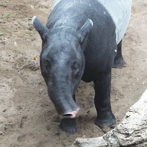 Bronx Zoo: July 2016