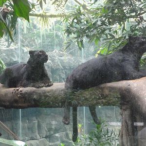 Bronx Zoo: July 2016