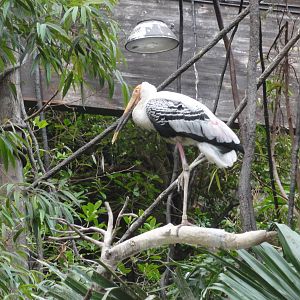 Bronx Zoo: July 2016