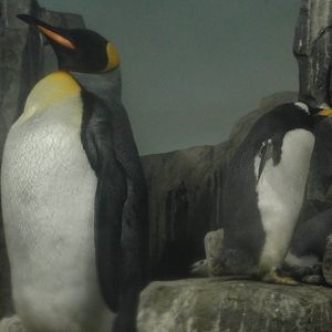 Central Park Zoo: July 2016