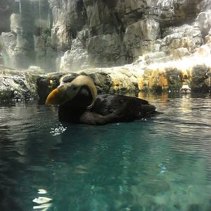 Central Park Zoo: July 2016