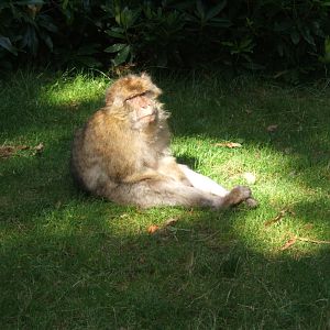 Barbary Macaque