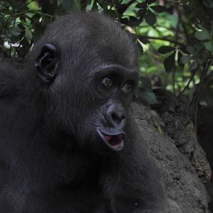 Western Lowland Gorilla