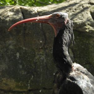 Northern Bald Ibis