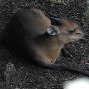 Red Flanked Duiker