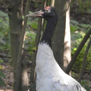 Black Necked Crane