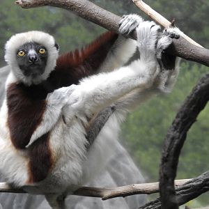 Coquerels sifaka
