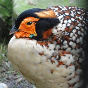 Bronx Zoo: July 2016