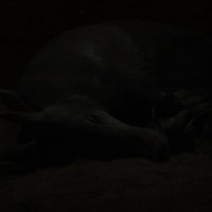 Bronx Zoo: July 2016