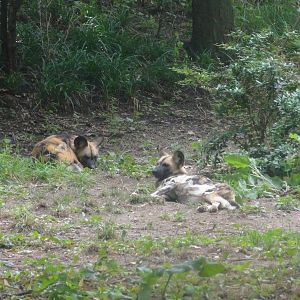 Bronx Zoo: July 2016
