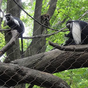 Bronx Zoo: July 2016