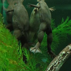 Bronx Zoo: July 2016