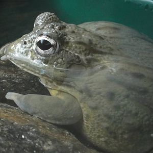 Bronx Zoo: July 2016