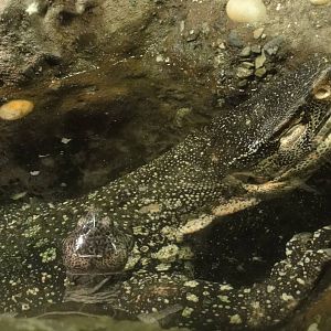 Bronx Zoo: July 2016