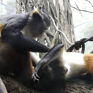 Bronx Zoo: July 2016