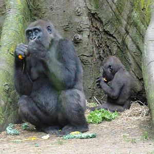 Bronx Zoo: July 2016
