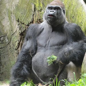 Bronx Zoo: July 2016