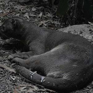 Fossa
