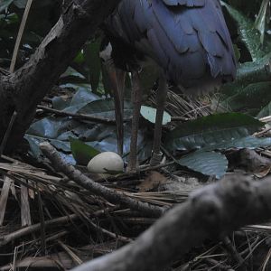 Storm Stork and Egg!