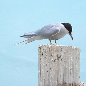 Forster's Tern