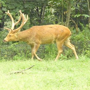Barasingha