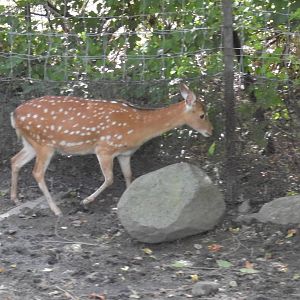 Formosan Sika Deer
