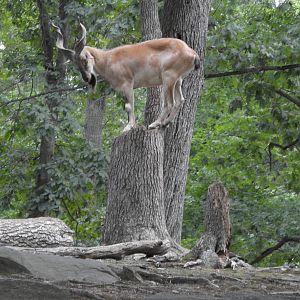 Turkmenian Markhor