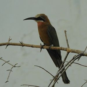 White Fronted Bee Eater