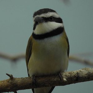 White Throated Bee Eater