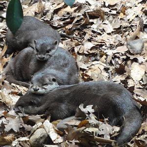 Bronx Zoo: July 2016