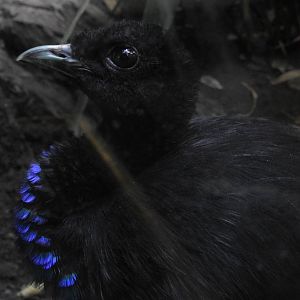 Grey Winged Trumpeter