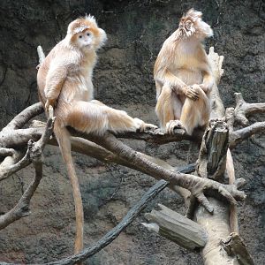 Bronx Zoo: July 2016