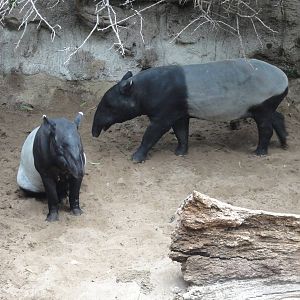 Bronx Zoo: July 2016