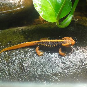 Bronx Zoo: July 2016