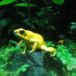 Bronx Zoo: July 2016